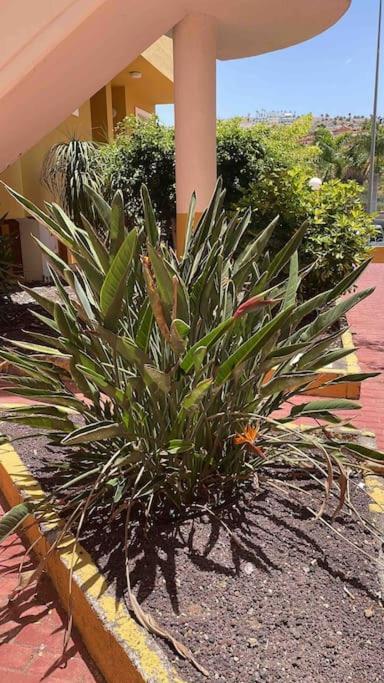 Costa Adeje, 2 Bedrooms Apartment المظهر الخارجي الصورة